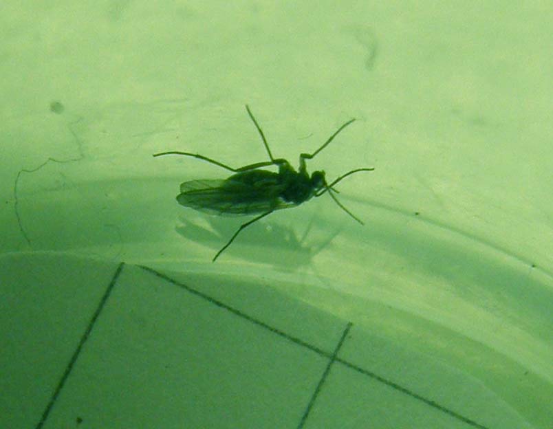 Un altro Sciaridae