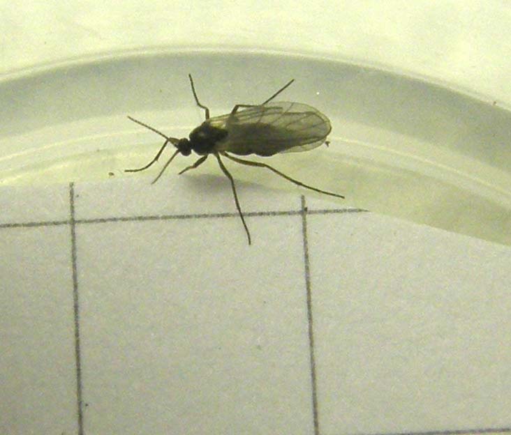 Un altro Sciaridae