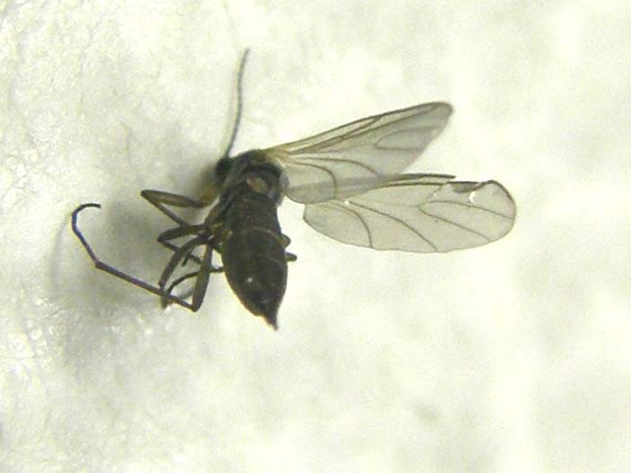 Un altro Sciaridae