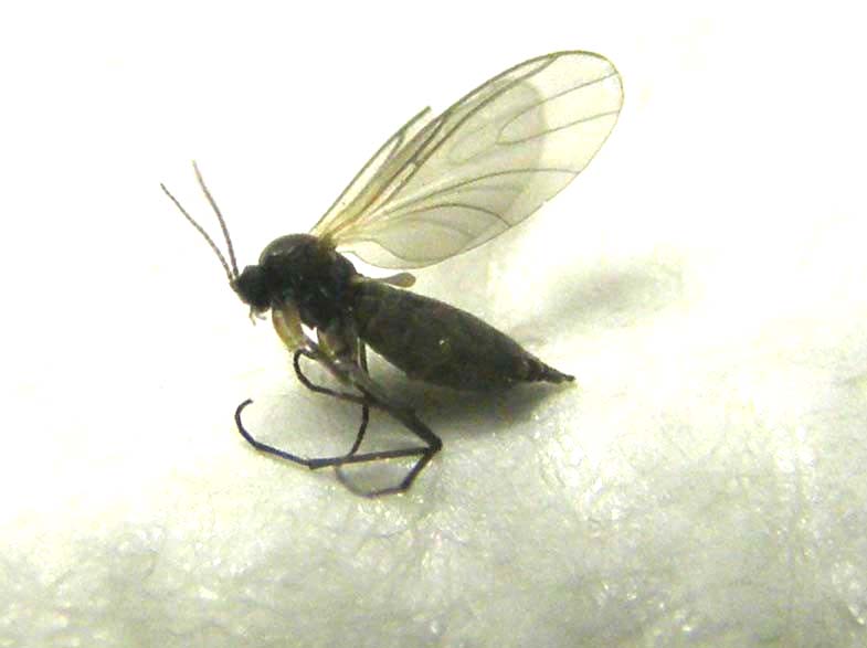 Un altro Sciaridae