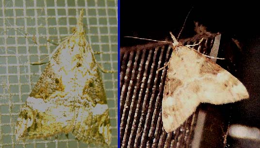 Piccola falena da identificare:   Hypena obsitalis