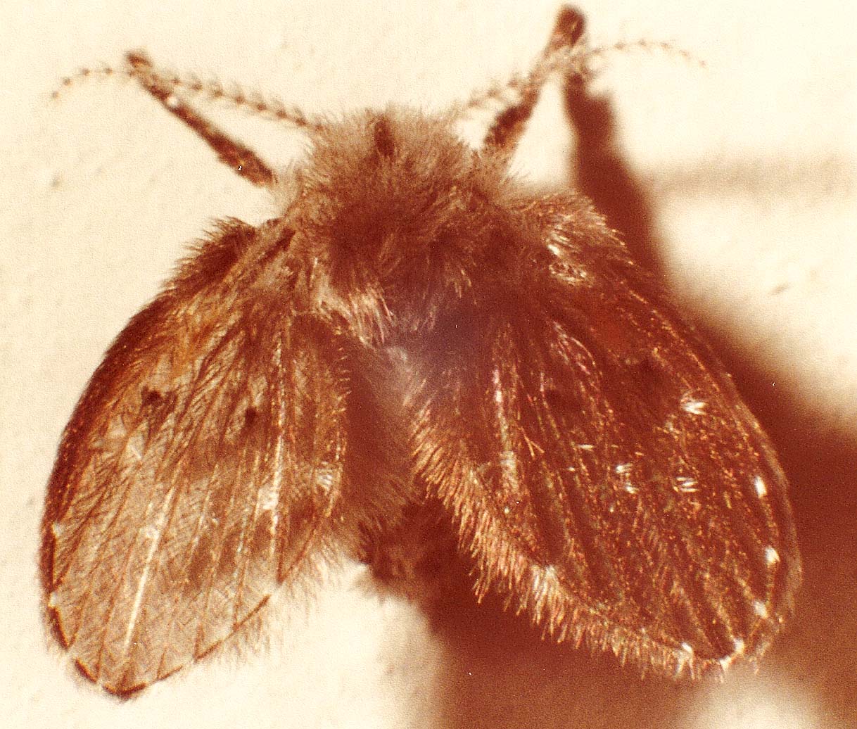 Psicodidae,  sottofamiglia Psicodinae