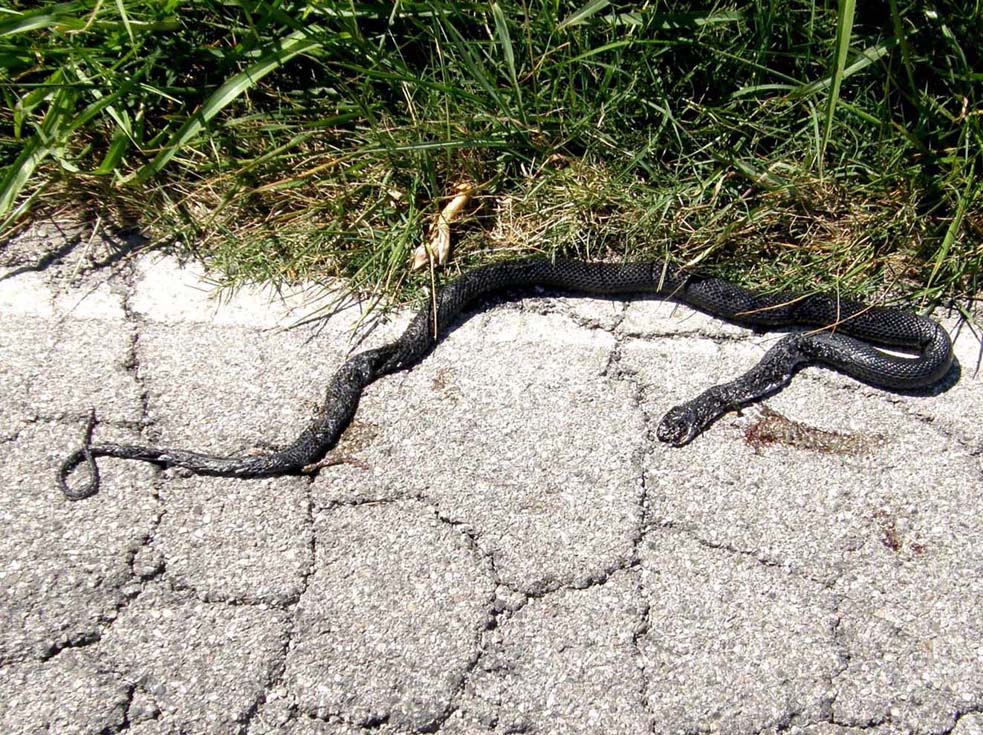 Natrix natrix? No,  Biacco (Hierophis viriflavus)