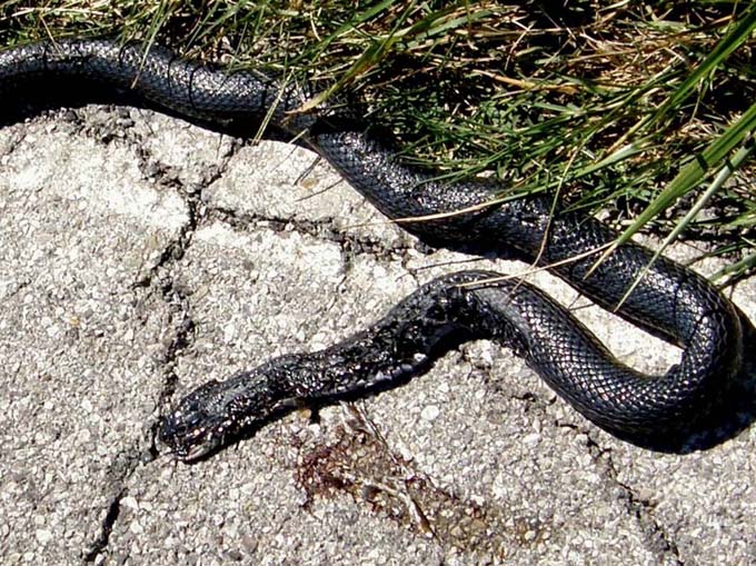 Natrix natrix? No,  Biacco (Hierophis viriflavus)