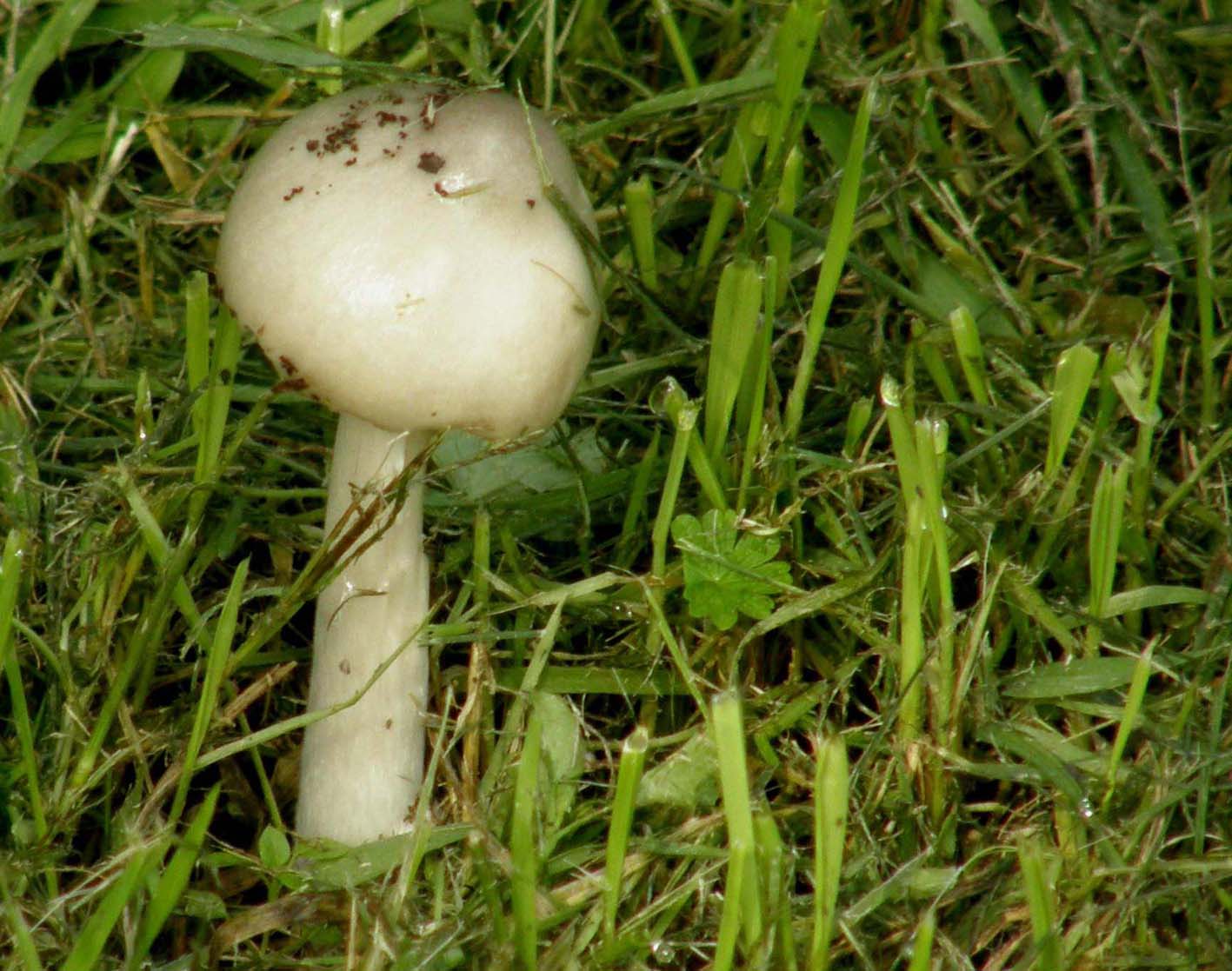 Macrolepiota e Volvaria