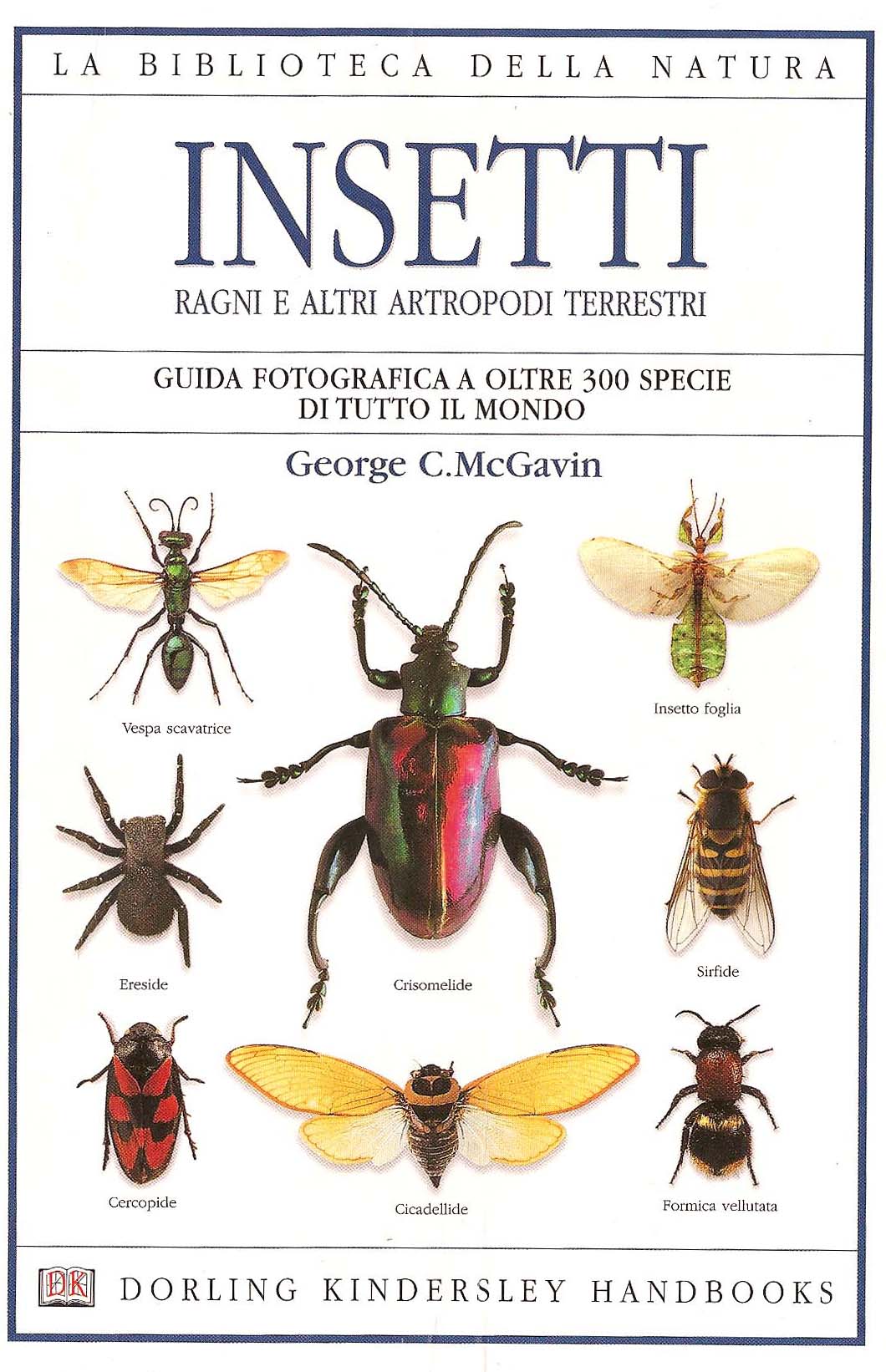 Vespa crabro (Vespidae)