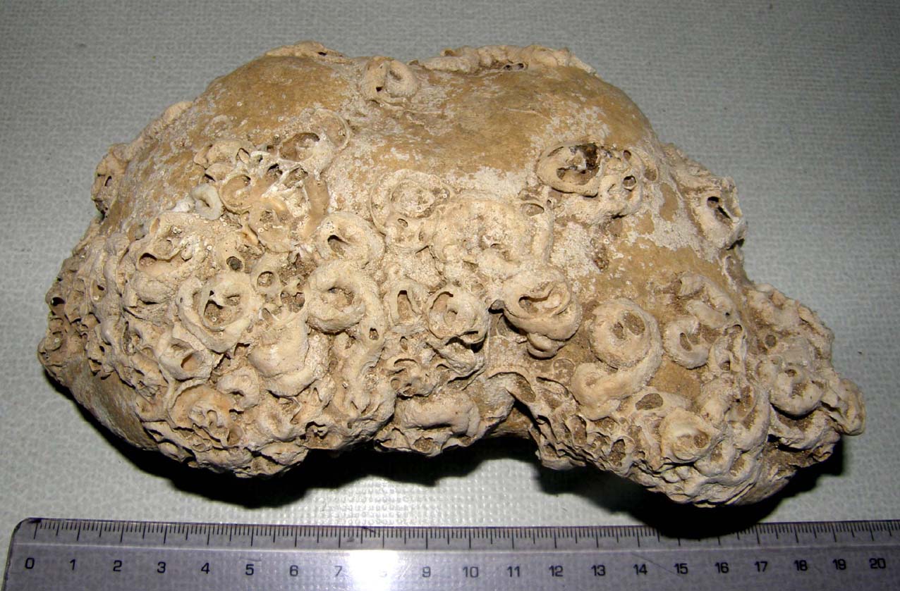 Il solito dubbio: fossili o non fossili