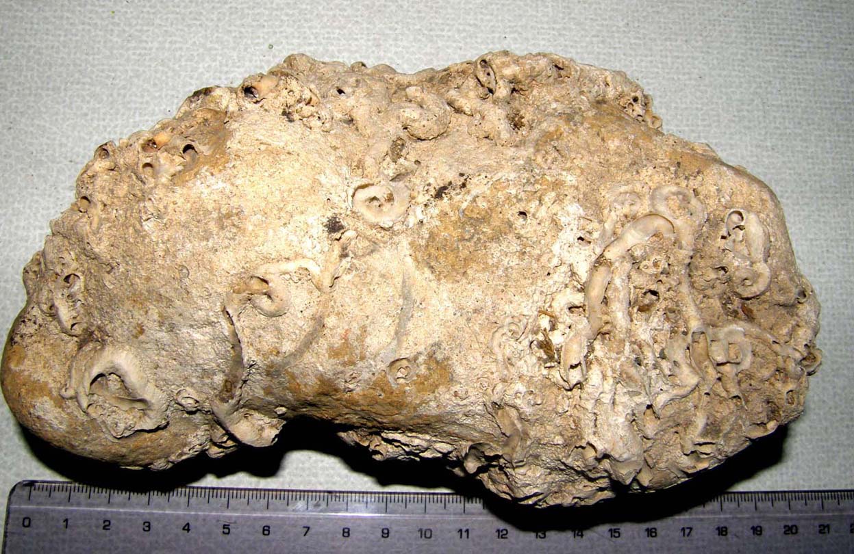 Il solito dubbio: fossili o non fossili