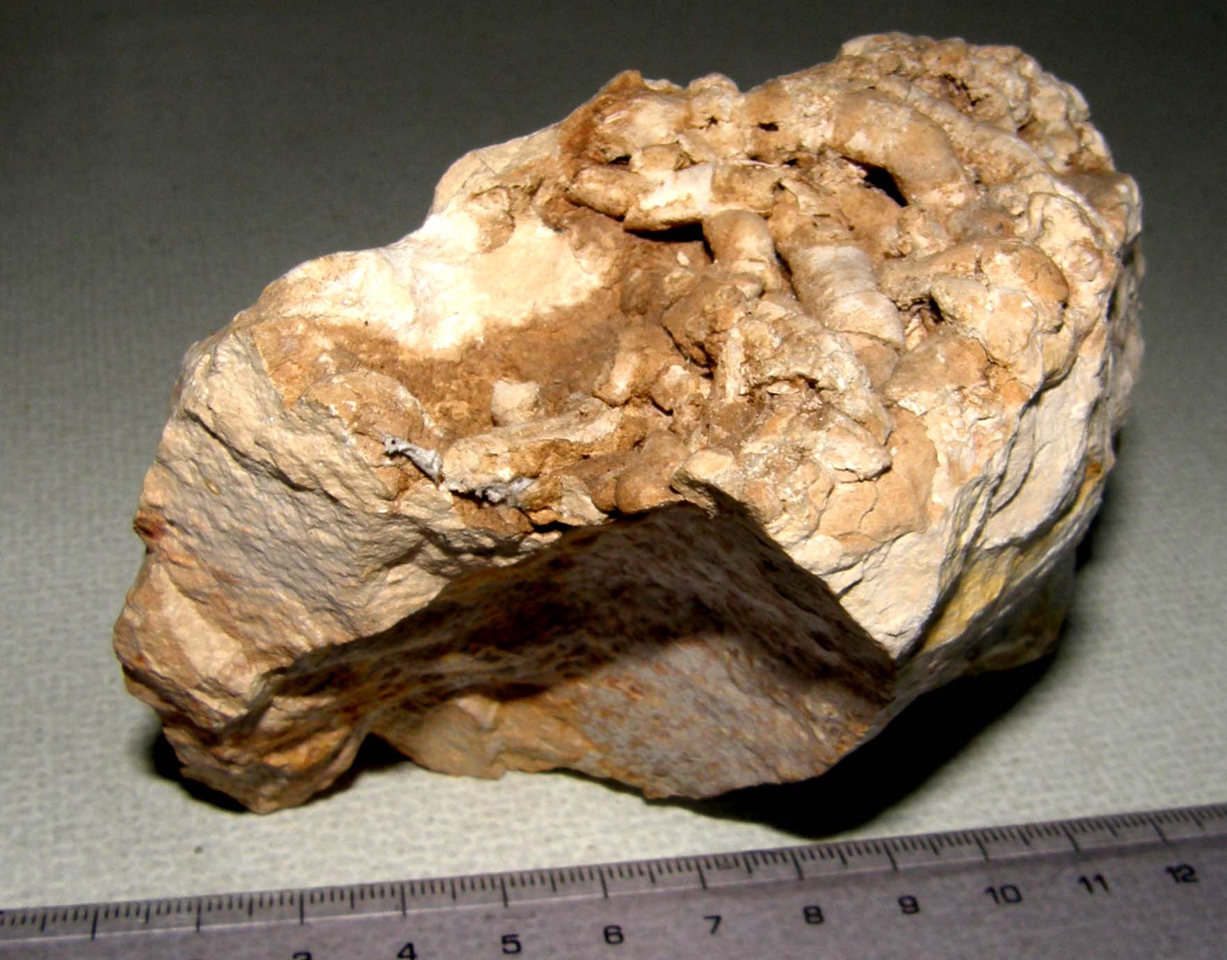 Il solito dubbio: fossili o non fossili
