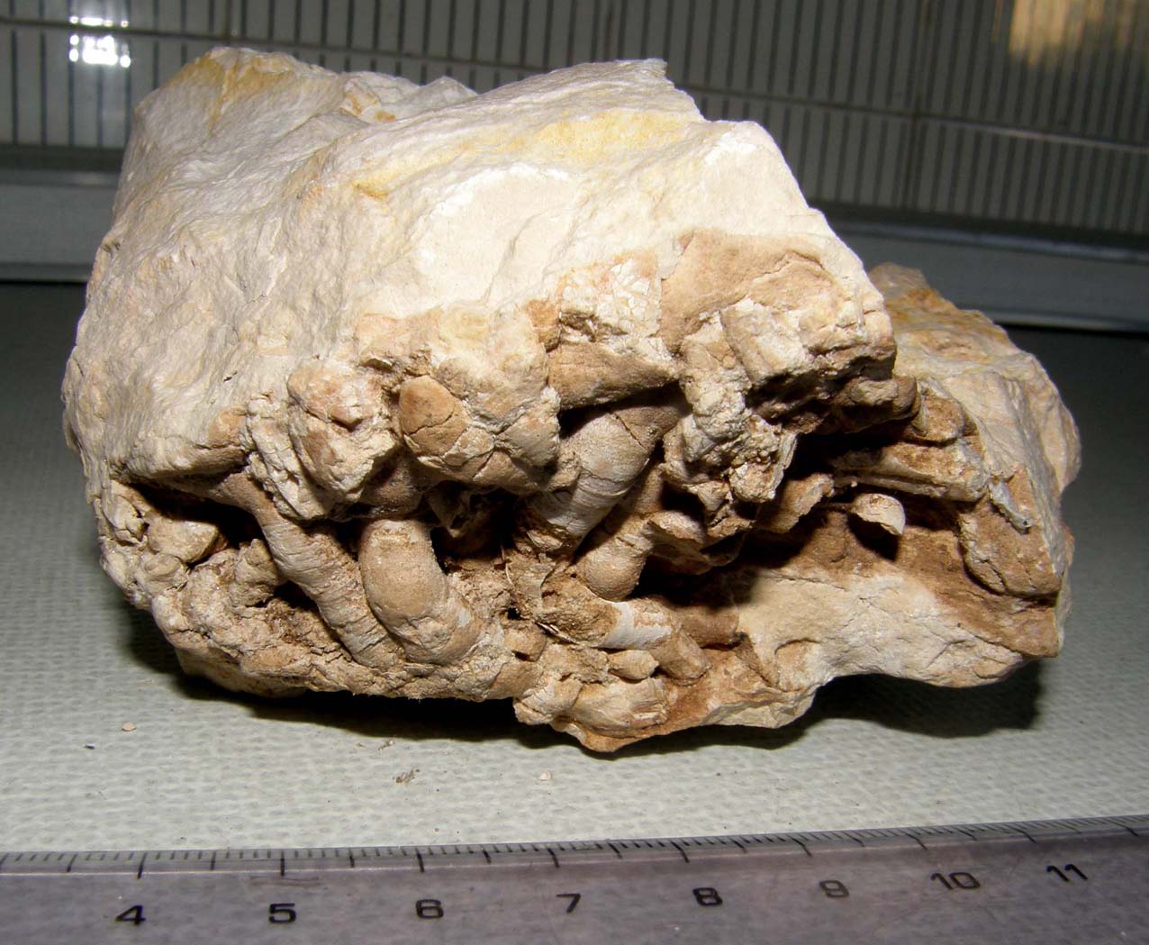 Il solito dubbio: fossili o non fossili