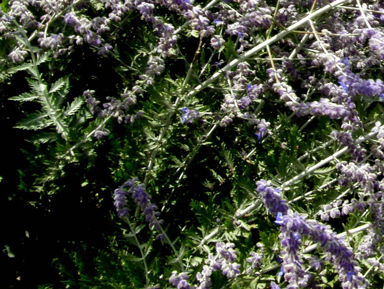 Spighe violacee - Perovskia atriplicifolia