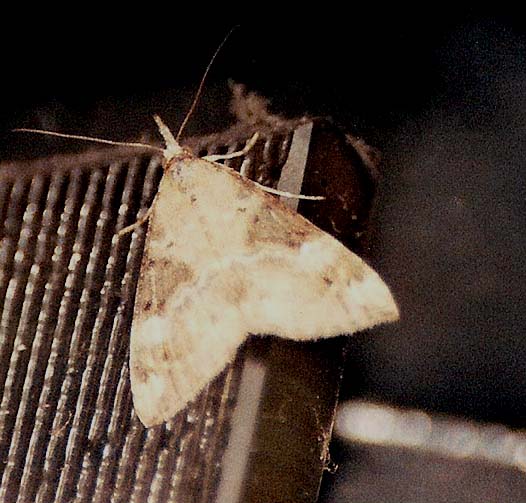 Piccola falena da identificare:   Hypena obsitalis