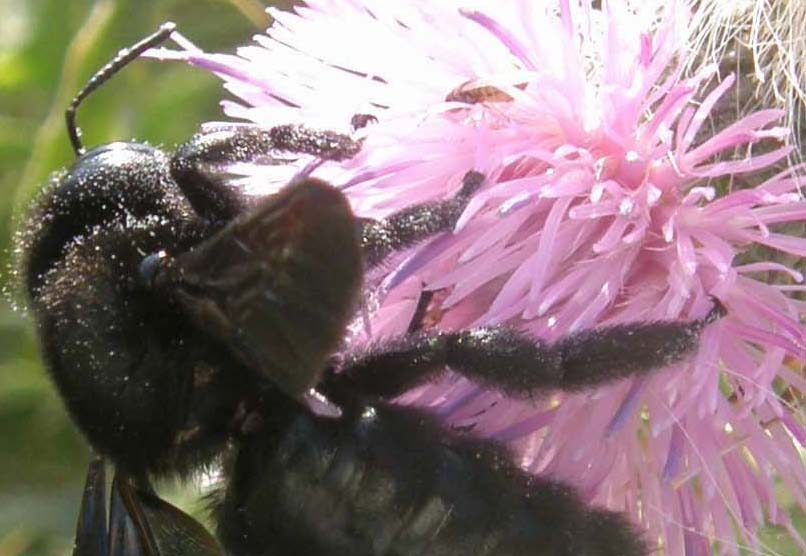 Xylocopa sp. (Apidae)