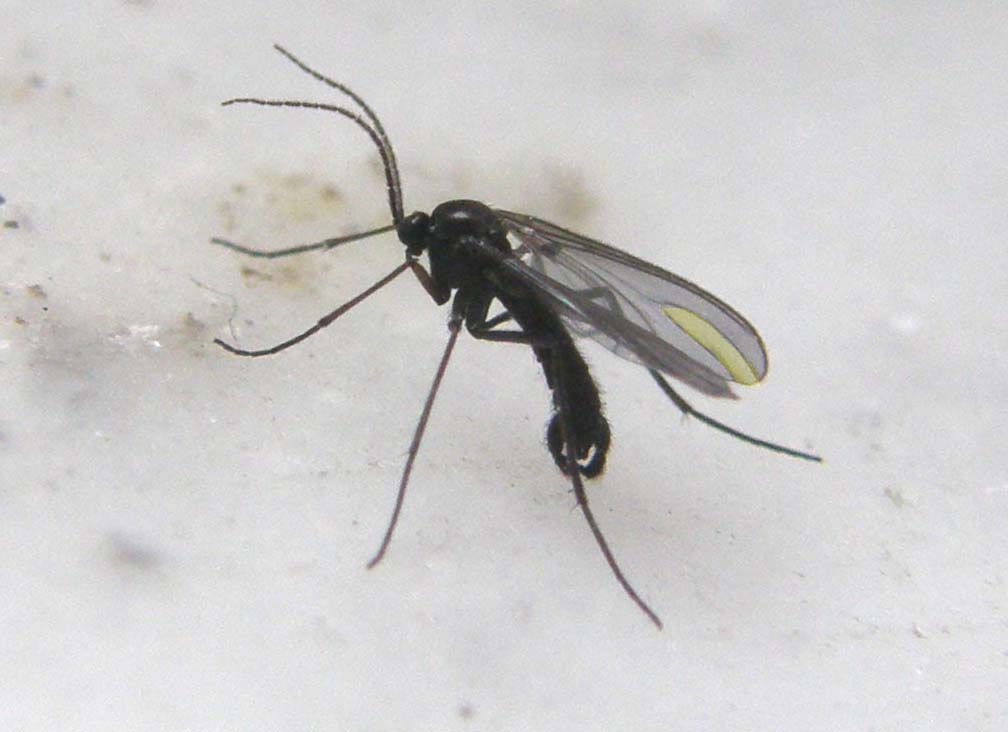 Pinze all''apice dell''addome: Sciaridae.