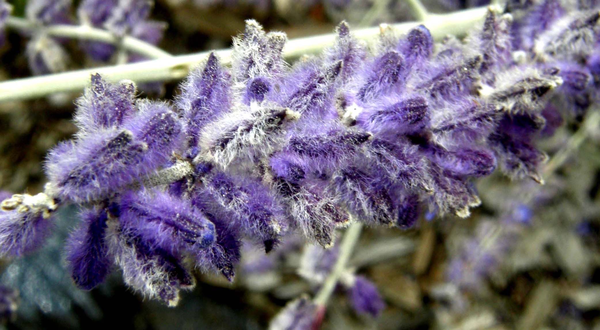 Spighe violacee - Perovskia atriplicifolia