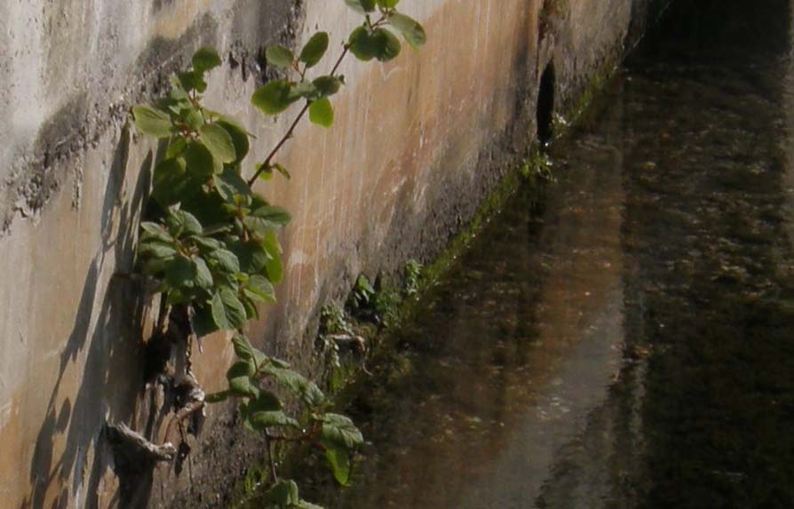 Sull''argine della roggia - Actinidia sinensis (Kiwi)