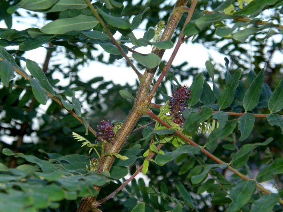 Mi era parsa una piccola robinia..: Amorpha fruticosa (Fabaceae)