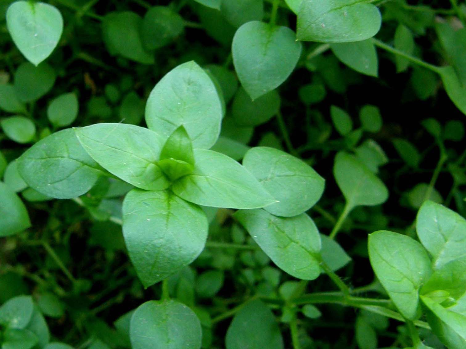 Stellaria media