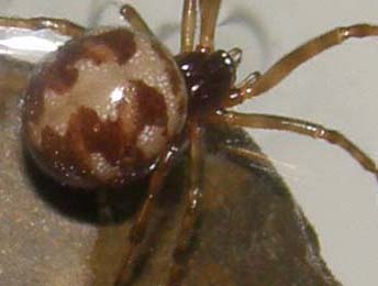 Theridiidae da identificare