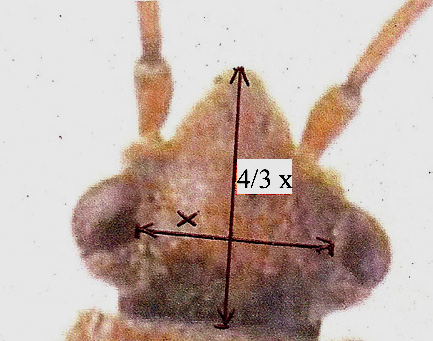 Lygaeidae: Arocatus longiceps su platano