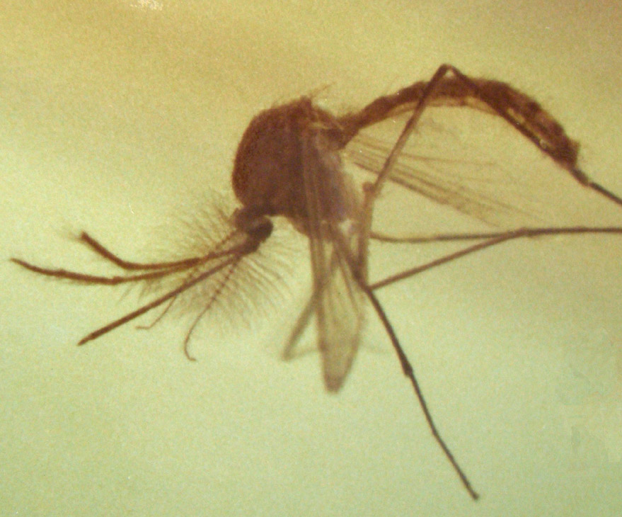 Zanzara: Culex cfr. pipiens ♀ (Culicidae)