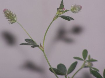 Medicago o Trifolium - Trifolium arvense