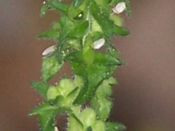 Una minuscola Lamiacea? no, Veronica arvensis