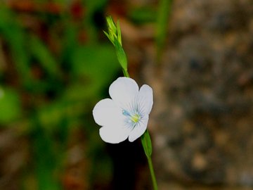 Linum bienne