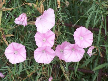 Convolvulus elegantissimus / Convolvolo elegantissimo