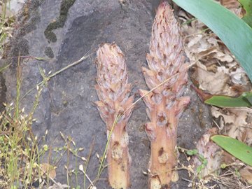 Orobanche cfr. rigens