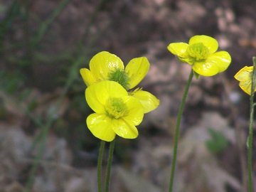 Ranunculs paludosus