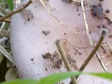 Funghi  4 e 5 dall''Etna