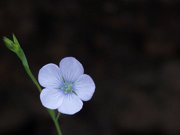 Linum bienne