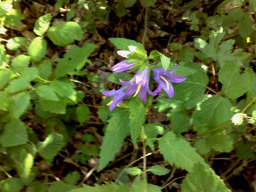 Campanula trachelium