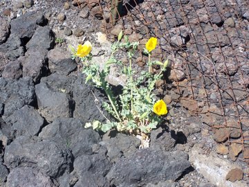 Il Glaucium flavum 