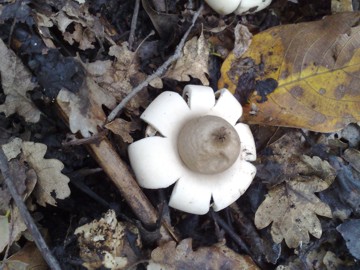 Rassomiglia a un fiore