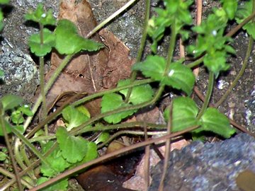 Una minuscola Lamiacea? no, Veronica arvensis