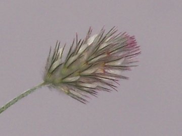 Medicago o Trifolium - Trifolium arvense