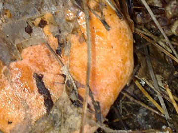 Lactarius da determinare