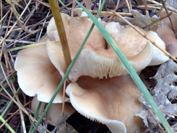 Fungo due dall''Etna