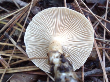 Fungo tre dall''Etna