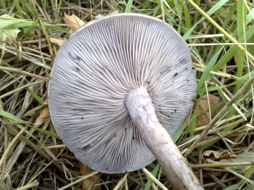 Funghi  4 e 5 dall''Etna