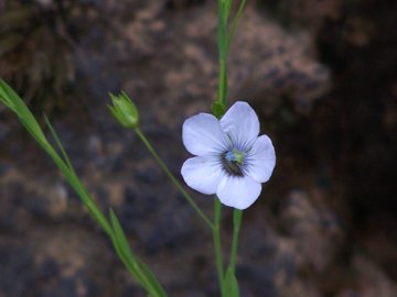 Linum bienne