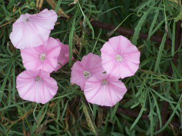 Convolvulus elegantissimus / Convolvolo elegantissimo