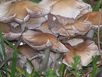 Funghi sotto i pioppi (cfr. Psathyrella candolleana)