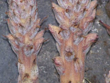 Orobanche cfr. rigens