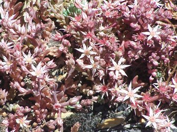Sedum dell''Etna - Sedum hispanicum