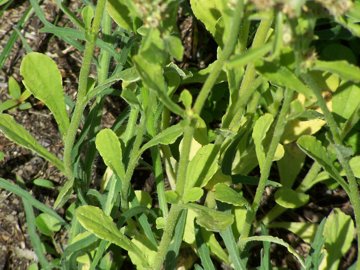 In un incolto - cfr. Gnaphalium sp.