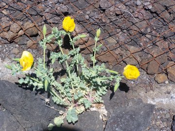 Il Glaucium flavum 