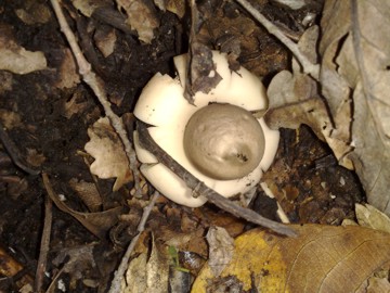 Rassomiglia a un fiore